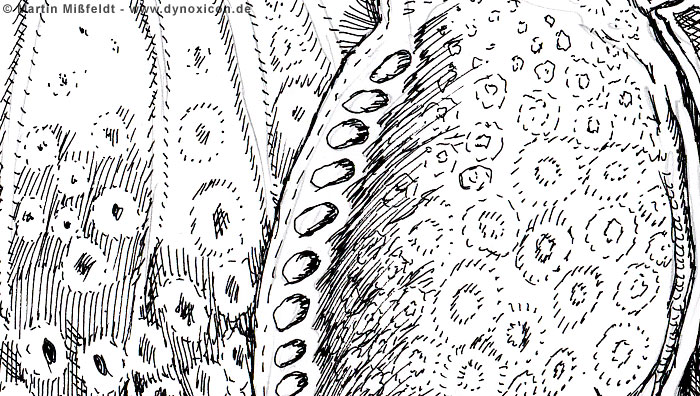 The pattern of the rhino-tank | Art cartoon The pattern of the rhino-tank | Art cartoon