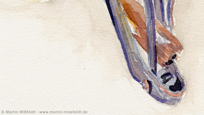 Saddle chin | Watercolor Saddle chin | Watercolor