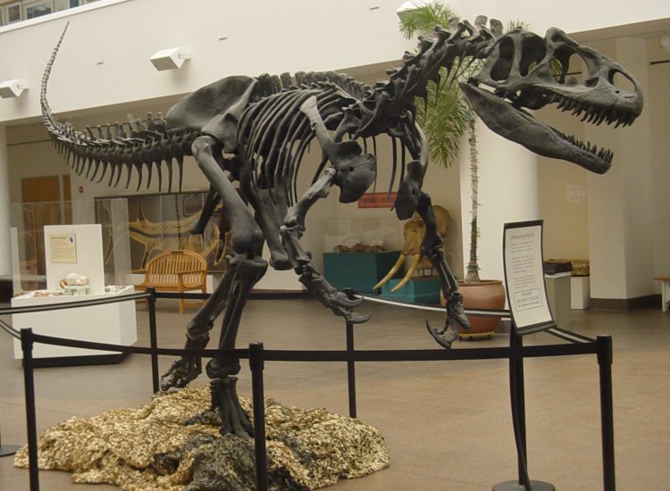 Allosaur skeleton in the museum