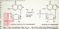 Ölbild: Guanosin-5-monophosphat