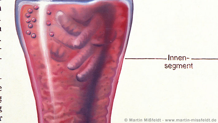 Interior segment of the rods | Oilpainting