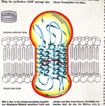 Ölbild: Rhodopsin-Molekül