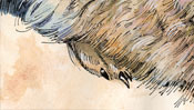 Aquarell vom Hinterlauf des Hasen