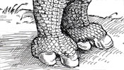 Die Rhinozeros-Füße nach Dürer