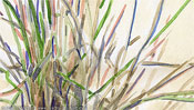 Gras