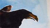 Adlerkrähe Kopf