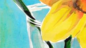 Blüte der Narzisse (Aquarell)