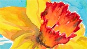 Gelbe Narzisse (Aquarell)