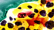Aquarell lavieren Aquarell lavieren