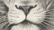 Bleistiftzeichnung: Nase und Mund des Löwen (Detail 2)