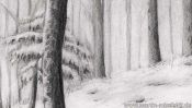 Bleistiftzeichnung: Schneebedeckte Tanne (Detail 2)