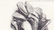 Bleistiftzeichnung Tulpe (Detail 1)