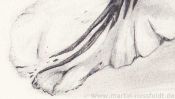 Bleistiftzeichnung Tulpe (Detail 3)