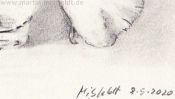 Bleistiftzeichnung Tulpe (Detail 5)