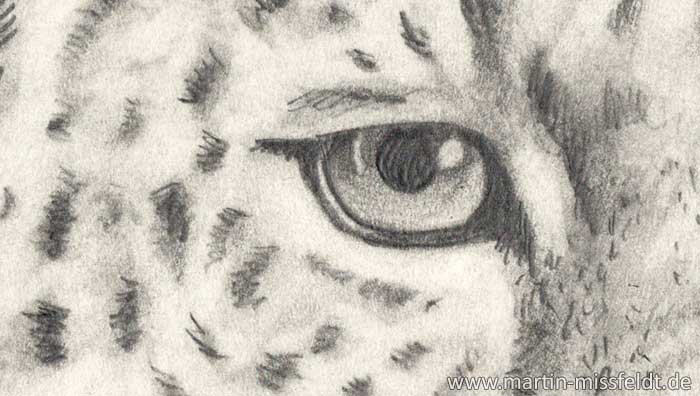 Leopard Tiere Zeichnen (Detail 1)