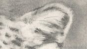 Leopard Tiere Zeichnen (Detail 2)