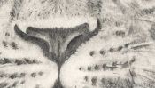 Leopard Tiere Zeichnen (Detail 3)
