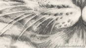 Leopard Tiere Zeichnen (Detail 4)