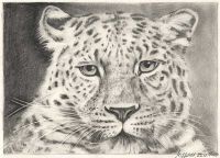 Bleistiftzeichnung Leopard (Tiere zeichnen)
