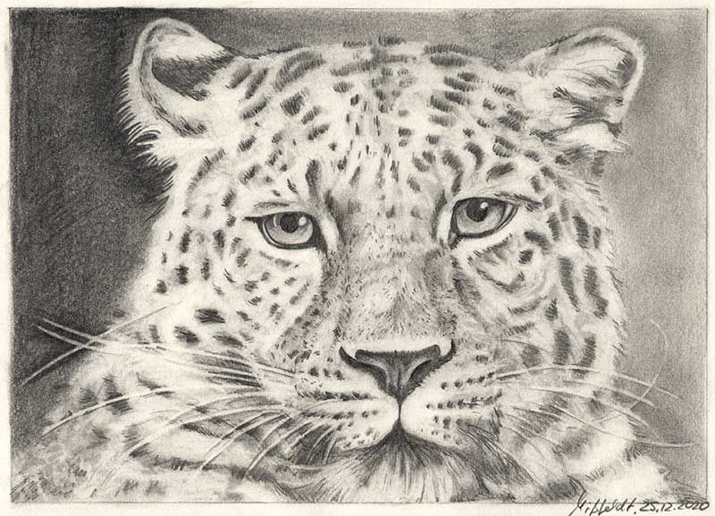 Bleistiftzeichnung Leopard