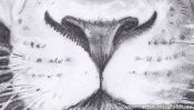 Loewenkopf (realistisch Zeichnen) (Detail 4)
