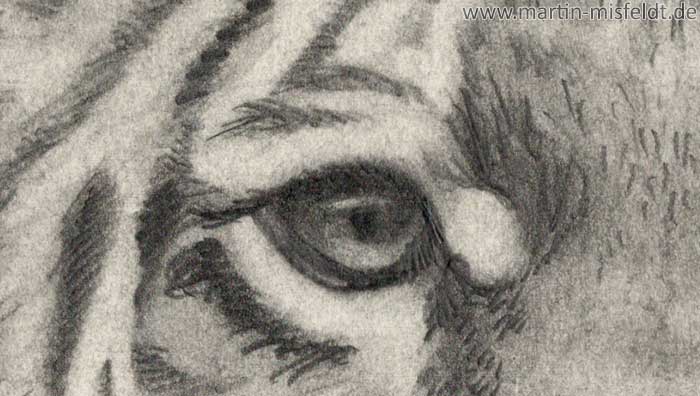 Tiger Zeichnung