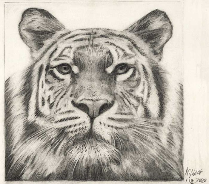 Bleistiftzeichnung Tigerkopf
