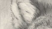 Wolf Bleistiftzeichnung (Detail 1)