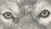 Bleistiftzeichnung: die Augen des Wolfes (Detail 2)