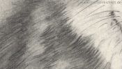 Bleistiftzeichnung vom Fell des Wolfes (Detail 4)