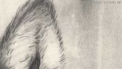 Das Wolfsohr, Bleistiftzeichnung (Detail 5)