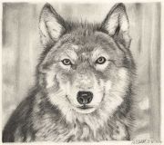 Wolf Bleistiftzeichnung