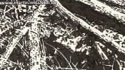 Brandenburger Waldboden (Detail 2)