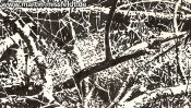 Brandenburger Waldboden (Detail 3)