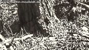 Brandenburger Waldboden (Detail 4)