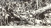 Brandenburger Waldboden (Detail 5)