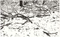 Flüsternder Schnee (Tuschezeichnung)