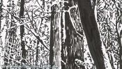 Landschaftszeichnung Wald Kloster Chorin (Detail 3)