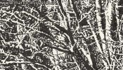 Lobetal Waldrand (Zeichnung) (Detail 1)