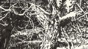 Lobetal Waldrand (Zeichnung) (Detail 4)