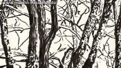 Lobetaler Baeume Brushpen (Detail 1)