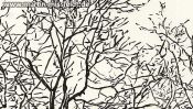Lobetaler Baeume Brushpen (Detail 2)