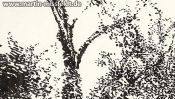 Baumstamm mit Efeu (Detail 2)