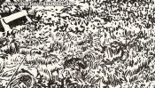 Wilder Rasen (Detail 4)