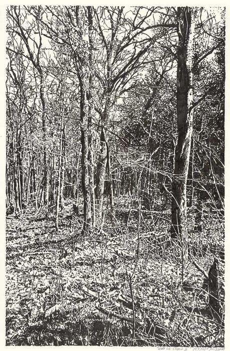 Wald bei Chorin II (Tusche-Zeichnung)