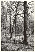 Wald bei Chorin, Brush-Pen-Zeichnung