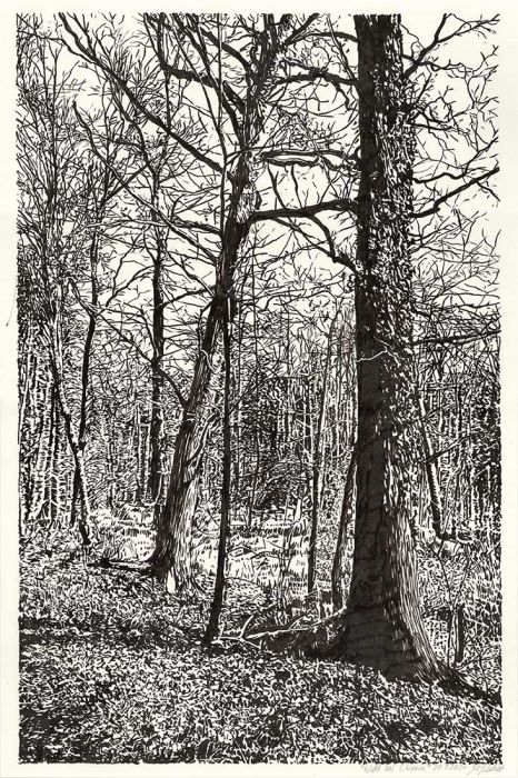 Wald bei Chorin, Brush-Pen-Zeichnung