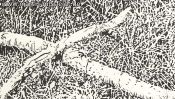 Waldrand Schorfheide (Detail 1)