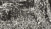 Waldrand Schorfheide (Detail 2)