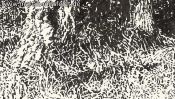 Waldrand Schorfheide (Detail 3)